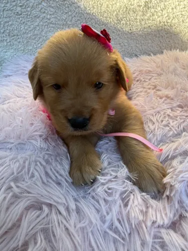 Golden Retriever,Golden Retriever Filhote Linda Linhagem Disponível