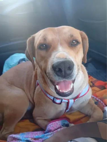 Cachorra 