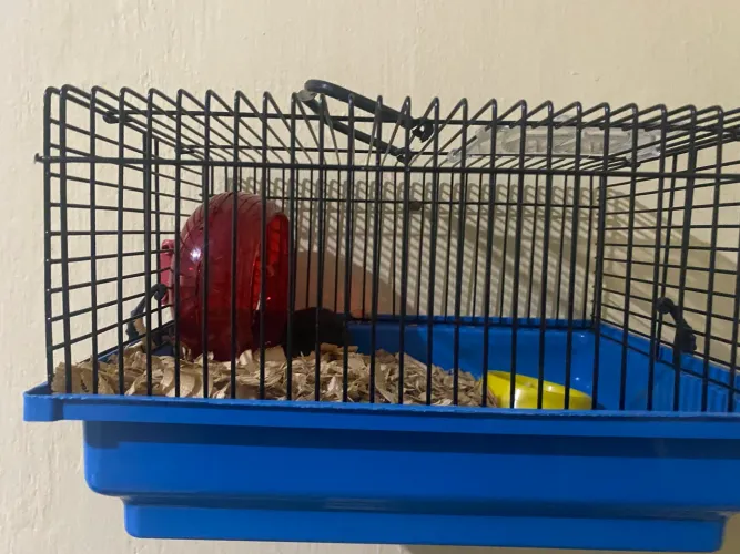 Hamster Sírio Fêmea 