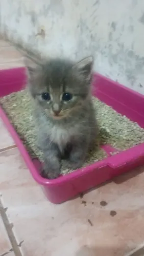Adote-se gata 