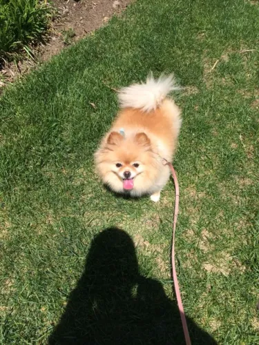 Cachorra