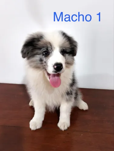 Filhote Border Collie pedigree CBKC