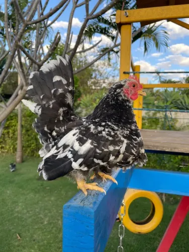 Frango Nagazaki black motled