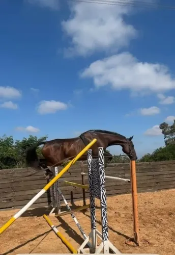  ÉGUA PARA SALTO - AMORA BLACK BELT 