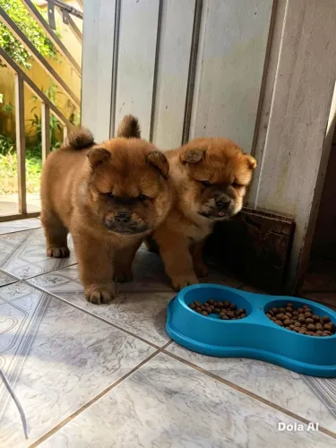 Cachorros 