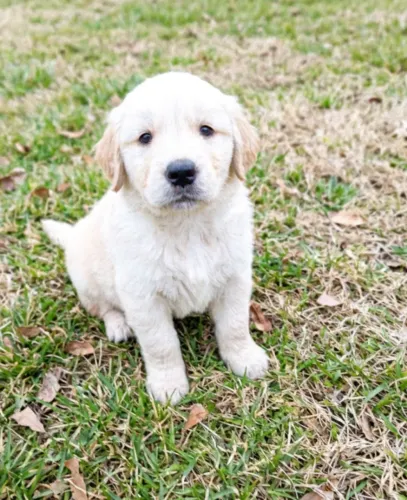 Doação: Filhote de Golden Retriever