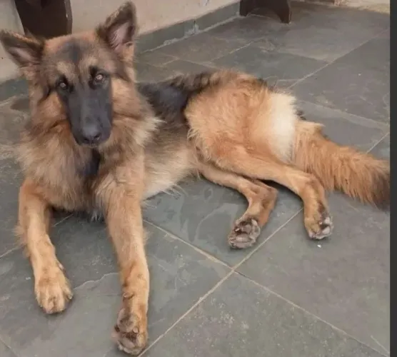 Casal de Pastor alemão com 1 ano é meio valor 500 reais cada.