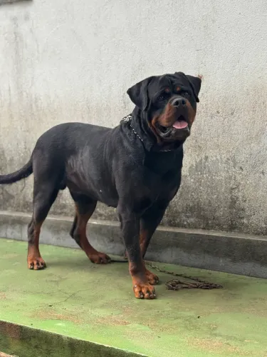 Rottweiler com pedigree.