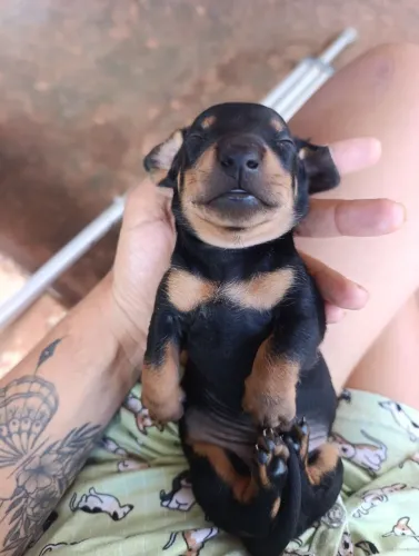 Basset dachshund