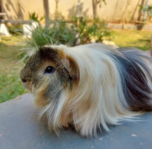 Porquinho da Índia Peruano 