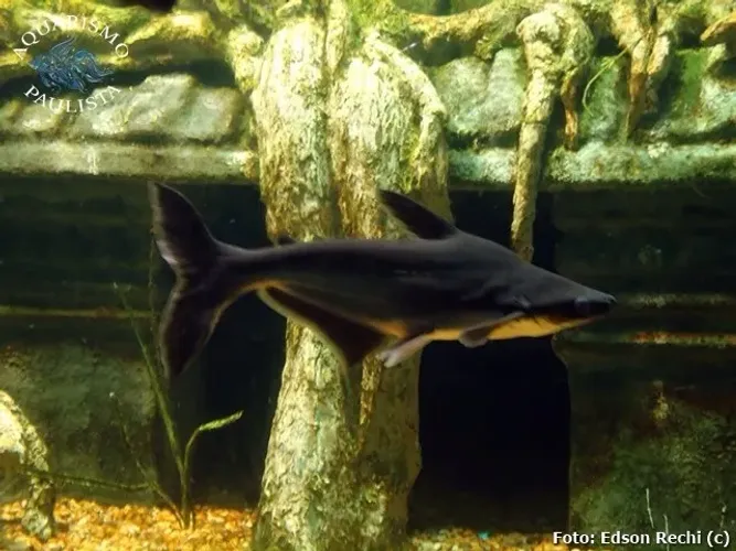 Peixe panga aquario