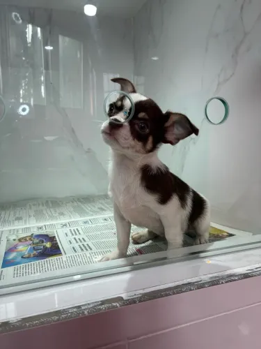 Chihuahua!!! Beleza rara