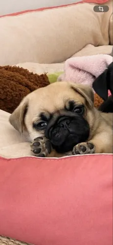 Filhote PUG