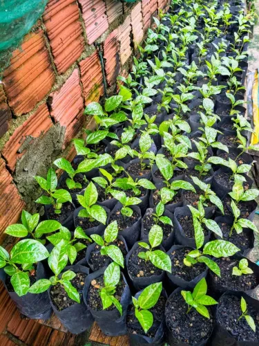 Vendo lindas mudas de  maracujá!!!8cm ( não entrego)