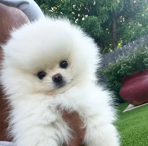 Cachorro Lulu da Pomerania e porte ursinho encantador