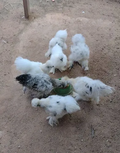 Galinha sedosa do Japão 