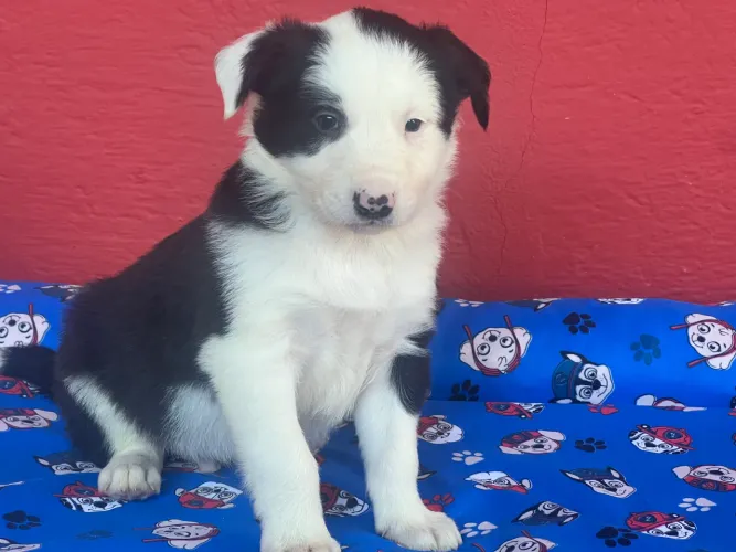 A raça mais inteligente!! Border Collie 