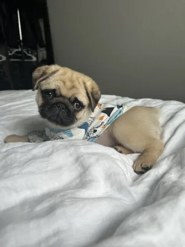 Pug Consulte valores e disponibilidade