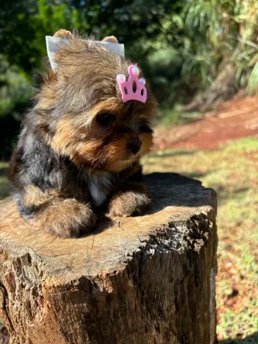 Vendo Fêmea e Macho de Yorkshire Micro