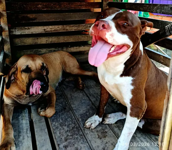 Filhote de pitbull com filla 