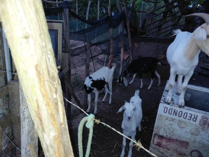 Cabras