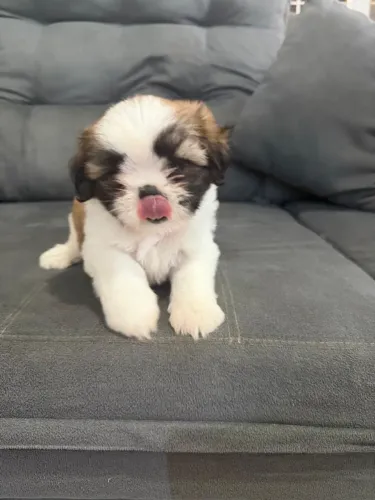 shih tzu<br>Shih tzu