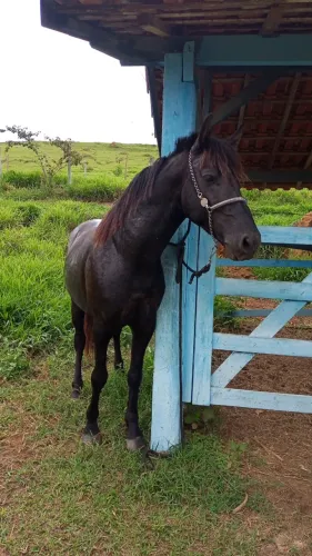 Cavalo