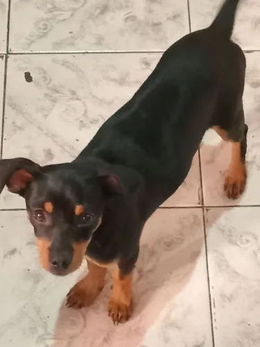 Doação filhote