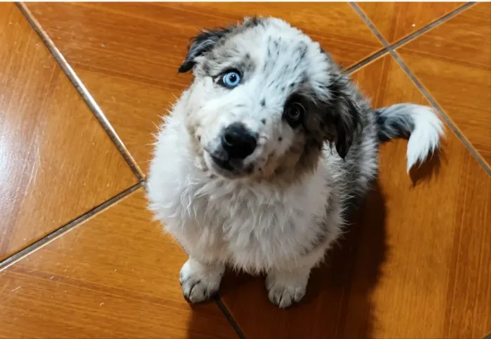 Border Collie fêmeas
