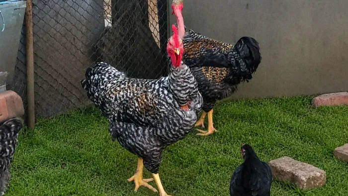 Galo carijó
