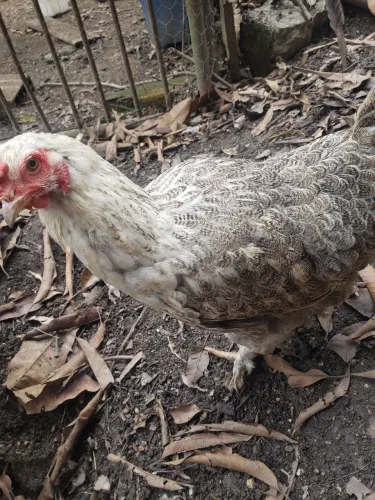VENDO GALO E GALINHAS BRAHMA