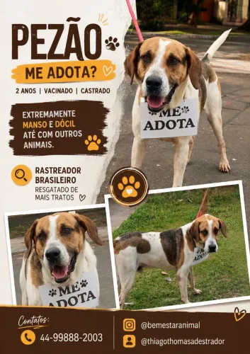 Doação super dócil e brincalhão 1 ano