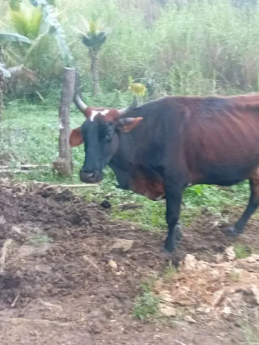 R$ 5.000 Vendo uma vaca e um