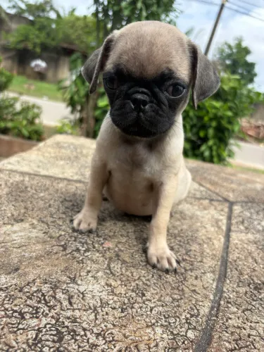 Filhote Pug Macho