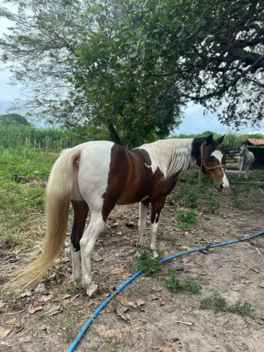 Tiquira. Vendo por 5.500,00