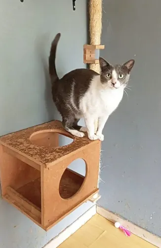 Gata Luna para adoção responsável