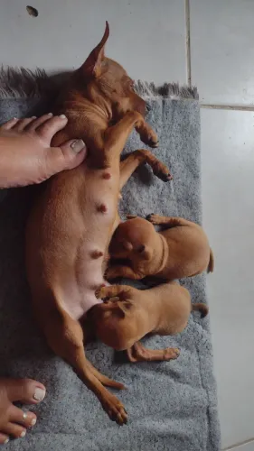 Vendo pinscher número 1 , 1 mês de vida macho retirar na várzea