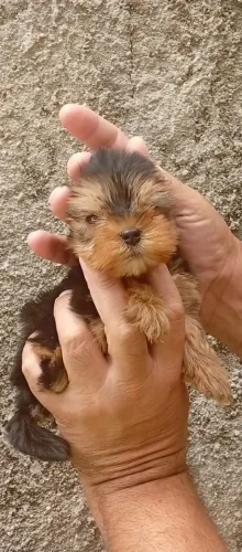 Pinscher e Yorkshire para companhia
