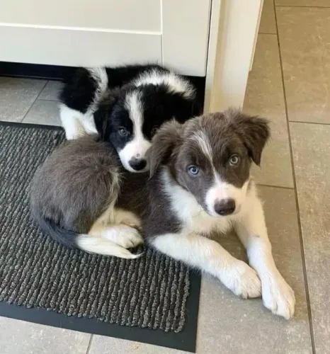 Filhotes de Border Collie | Companhia mais doce impossível.
