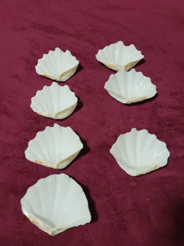Conchas Hippopus hippopus conjunto 