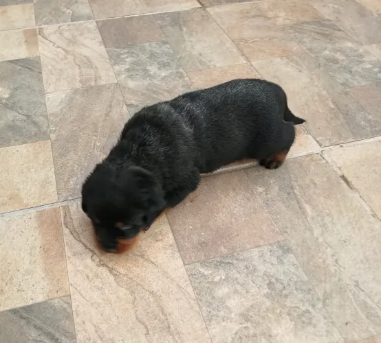 Rottweiler Cabeça De Touro