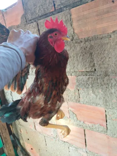 Frangos