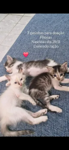 Adoção responsável - Gatinhas (Gato para adoção)