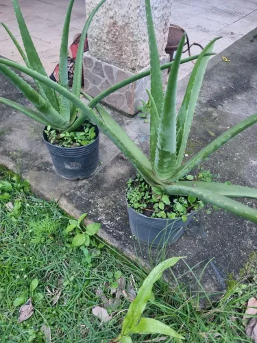 Vaso de aloe vera ou babosa