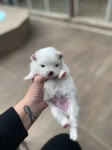 Filhote de Lulu da Pomerania 