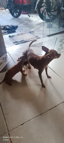 UM CASAL DE PINCHER 0