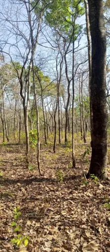 Área  Bruta de 320 hectares próximo de Balsas MA