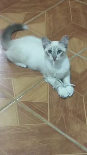 Doação de gato