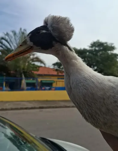 Marrecos de Pompom 