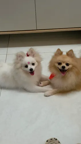 Spitz Alemão